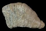 Fossil Devonian Coral (Zaphrentis) - Iowa #95819-1